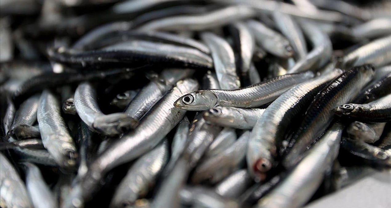 balik sezonu acildi hamsi bollugu yolda nP5WnLqj