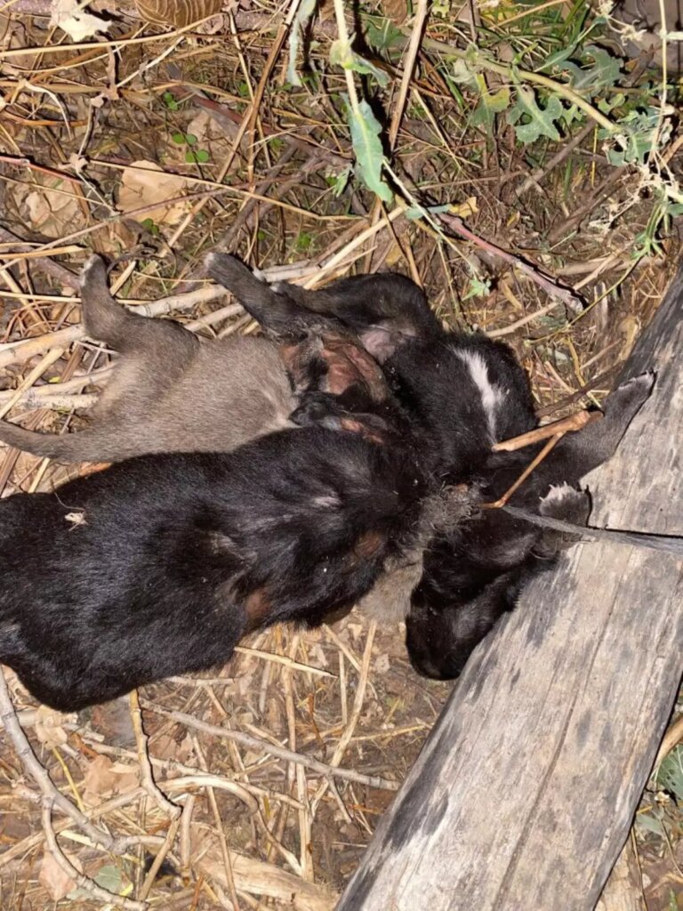 Köpekler İple Bağlanarak Boğuldu