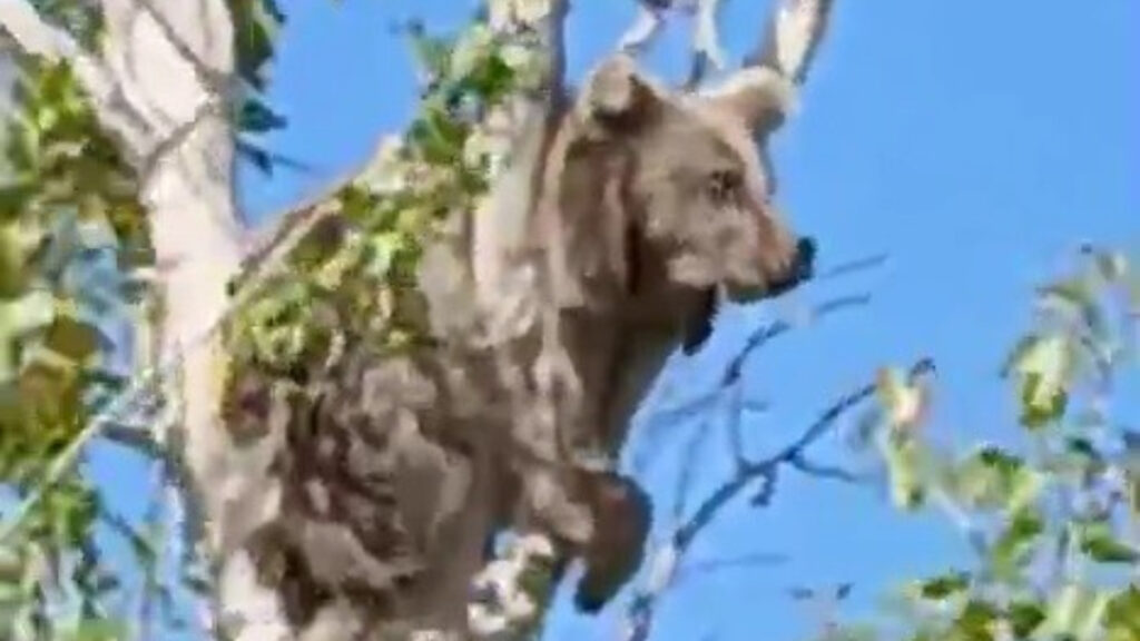 Bayburt’ta yavru ayı köpeklerden kaçıp, köye sığındı