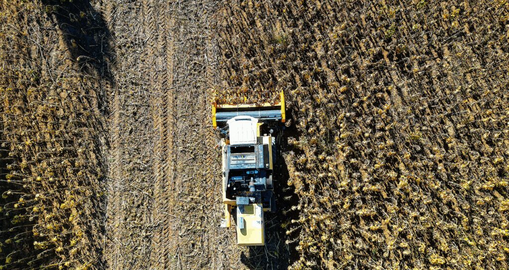 Çerezlik ayçiçeği yükselişe geçti: 4 yılda 10 kat arttı