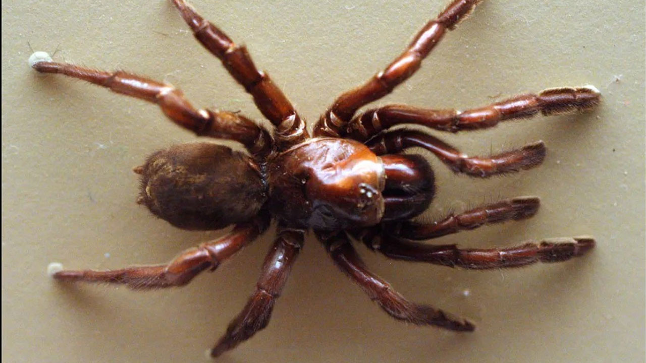 en uzun sure yasayan orumcek oldugu yasa inanamayacaksiniz qKqs8AAM