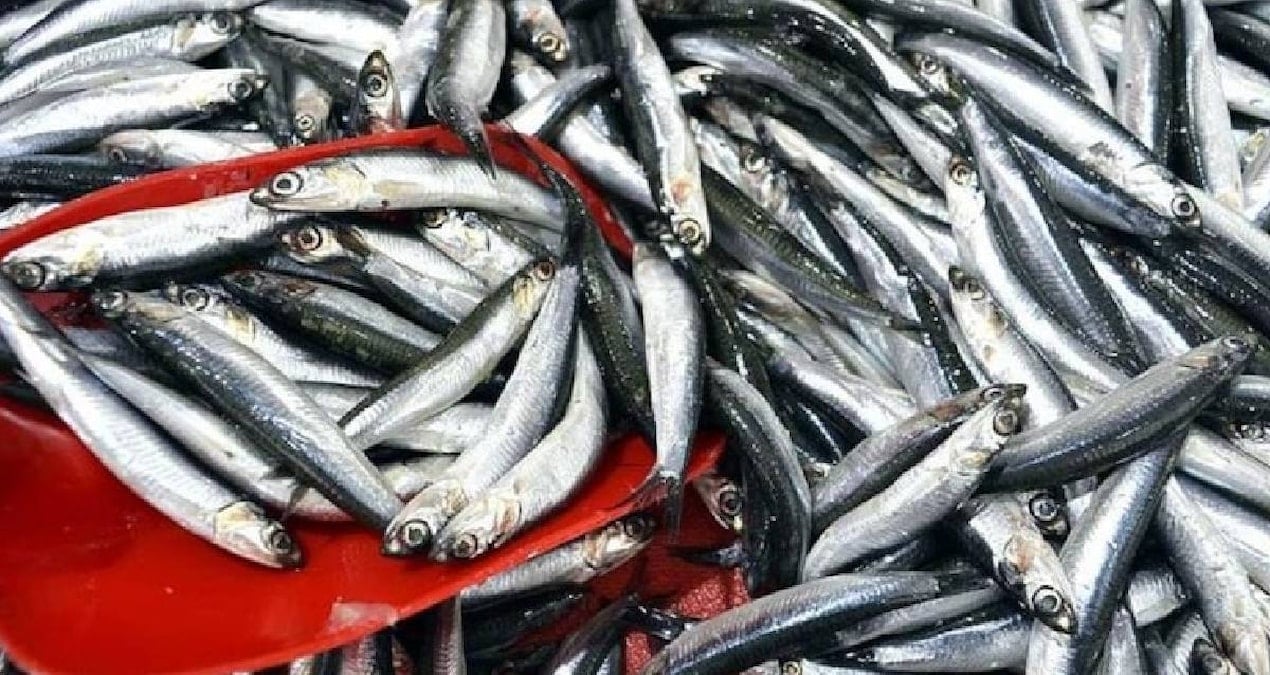 sinopta balikci tezgahlari doldu 150 liradan satiliyor 4hTtZ1iI