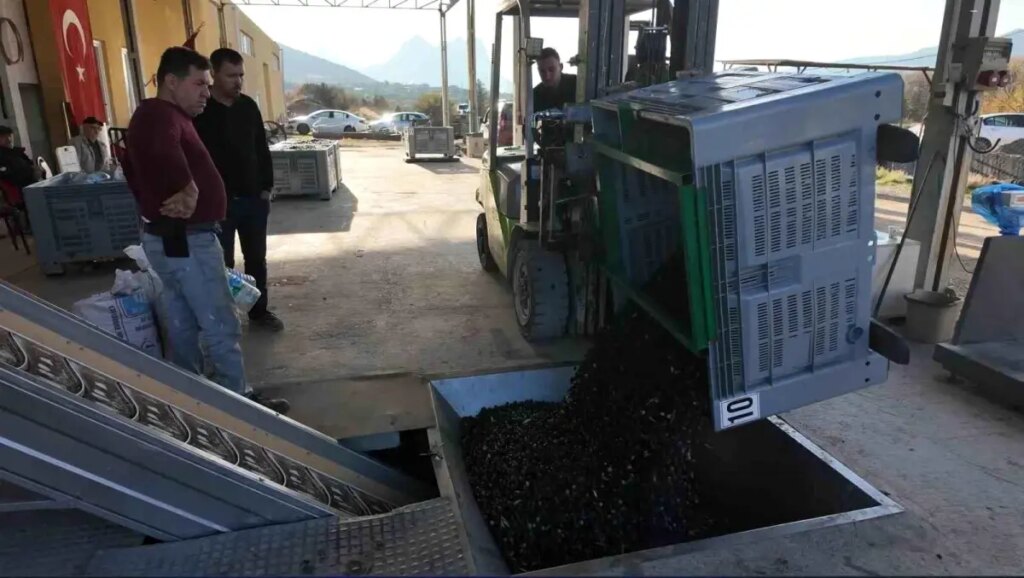 Eskişehir’in Sarıcakaya İlçesinde Soğuk Sıkım Zeytinyağı Üretimi