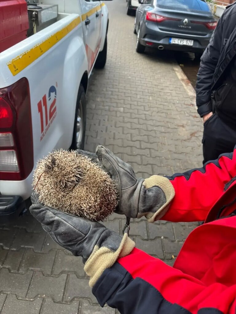Yağmur Giderine Sıkışan Kirpi İtfaiye Ekipleri Tarafından Kurtarıldı