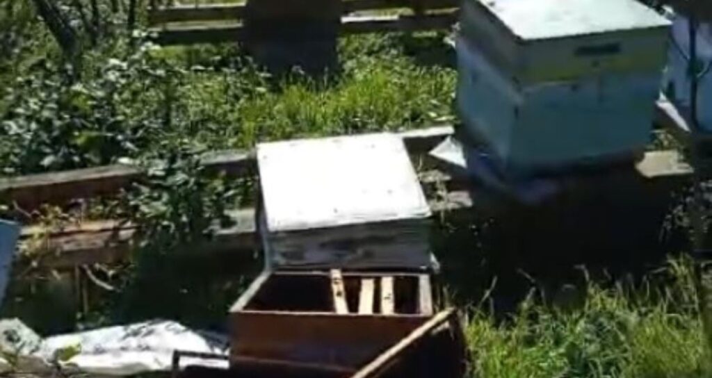 Ayının bal ziyafeti… Tam 5 kovan