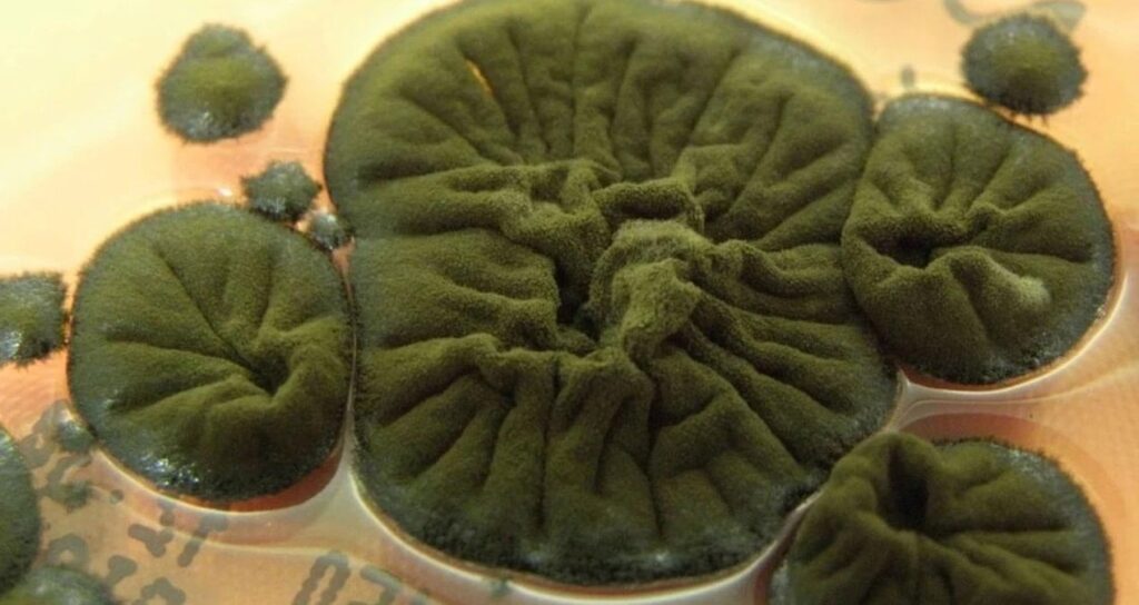 Çernobil’de ortaya çıkan mantar şoke etti: Radyasyon yiyerek büyüyor