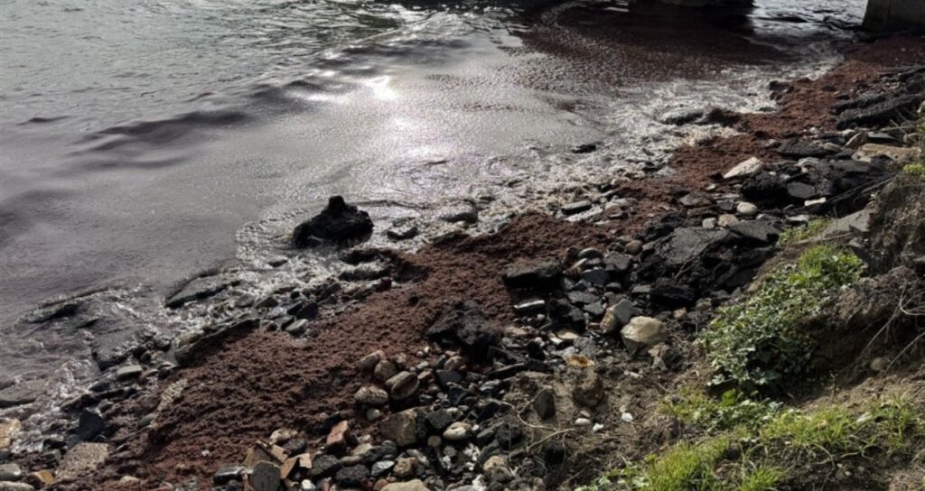 Tekirdağ’da poyraz sahile kırmızı yosun taşıdı