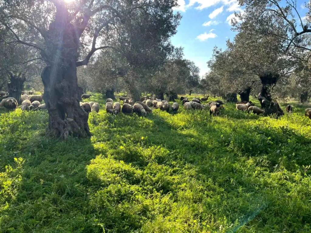 Burhaniye’de Zeytinliklerde Hayvan Otlatma Yasak