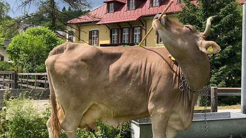 Dünya’nın en zeki ineği: Yaptıklarıyla bilim insanlarını şaşırtıyor